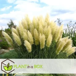 Haveplanter^Pampasgræs - Sæt med 6 - Cortaderia selloana - Højde 25-40cm - ⌀9cm