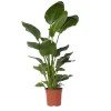 New Paradisfugl - Strelitzia nicolai - Højde 150-170cm - ⌀28cm Krukkeplanter Indendørs
