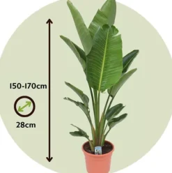 New Paradisfugl - Strelitzia nicolai - Højde 150-170cm - ⌀28cm Krukkeplanter Indendørs