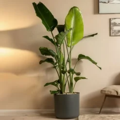New Paradisfugl - Strelitzia nicolai - Højde 150-170cm - ⌀28cm Krukkeplanter Indendørs