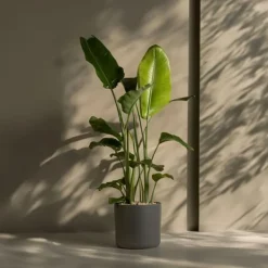 New Paradisfugl - Strelitzia nicolai - Højde 150-170cm - ⌀28cm Krukkeplanter Indendørs