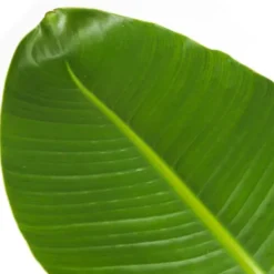 New Paradisfugl - Strelitzia nicolai - Højde 150-170cm - ⌀28cm Krukkeplanter Indendørs