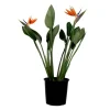 Krukkeplanter Indendørs^Paradisfugl - Strelitzia reginae - med blomster - Højde 70-100cm - Ø19cm