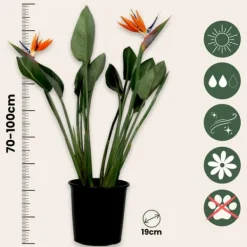 Krukkeplanter Indendørs^Paradisfugl - Strelitzia reginae - med blomster - Højde 70-100cm - Ø19cm
