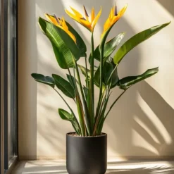 Krukkeplanter Indendørs^Paradisfugl - Strelitzia reginae - med blomster - Højde 70-100cm - Ø19cm