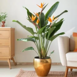 Krukkeplanter Indendørs^Paradisfugl - Strelitzia reginae - med blomster - Højde 70-100cm - Ø19cm