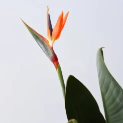 Krukkeplanter Indendørs^Paradisfugl - Strelitzia reginae - med blomster - Højde 70-100cm - Ø19cm