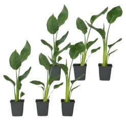 Clearance Paradisfugleblomst - Sæt med 6 - Strelitzia reginea - Højde 25-40cm - ⌀9cm Krukkeplanter Indendørs