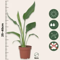 Clearance Paradisfugleblomst - Sæt med 6 - Strelitzia reginea - Højde 25-40cm - ⌀9cm Krukkeplanter Indendørs