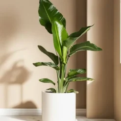 Clearance Paradisfugleblomst - Sæt med 6 - Strelitzia reginea - Højde 25-40cm - ⌀9cm Krukkeplanter Indendørs