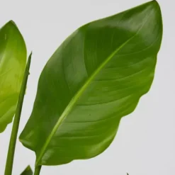 Clearance Paradisfugleblomst - Sæt med 6 - Strelitzia reginea - Højde 25-40cm - ⌀9cm Krukkeplanter Indendørs
