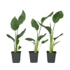Best Paradisfugleblomst - Sæt med 3 - Strelitzia reginea - Højde 25-40cm - ⌀9cm Krukkeplanter Indendørs