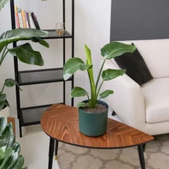 Best Paradisfugleblomst - Sæt med 3 - Strelitzia reginea - Højde 25-40cm - ⌀9cm Krukkeplanter Indendørs