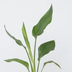 Best Paradisfugleblomst - Sæt med 3 - Strelitzia reginea - Højde 25-40cm - ⌀9cm Krukkeplanter Indendørs