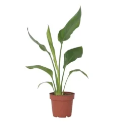 Outlet Paradisfugleblomst - Strelitzia reginea - Højde 25-40cm - ⌀9cm Krukkeplanter Indendørs