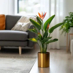 Outlet Paradisfugleblomst - Strelitzia reginea - Højde 25-40cm - ⌀9cm Krukkeplanter Indendørs