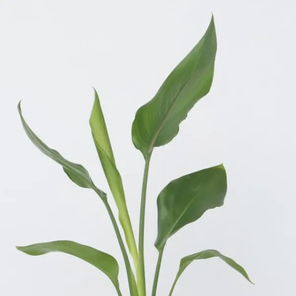 Outlet Paradisfugleblomst - Strelitzia reginea - Højde 25-40cm - ⌀9cm Krukkeplanter Indendørs