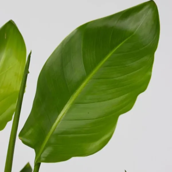 Outlet Paradisfugleblomst - Strelitzia reginea - Højde 25-40cm - ⌀9cm Krukkeplanter Indendørs