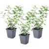 Discount Paraguay-natskygge - Sæt med 3 - Lycianthes rantonnetii - Højde 25-40cm - ⌀9cm Buskads