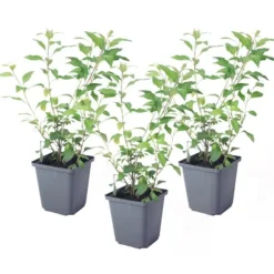 Discount Paraguay-natskygge - Sæt med 3 - Lycianthes rantonnetii - Højde 25-40cm - ⌀9cm Buskads