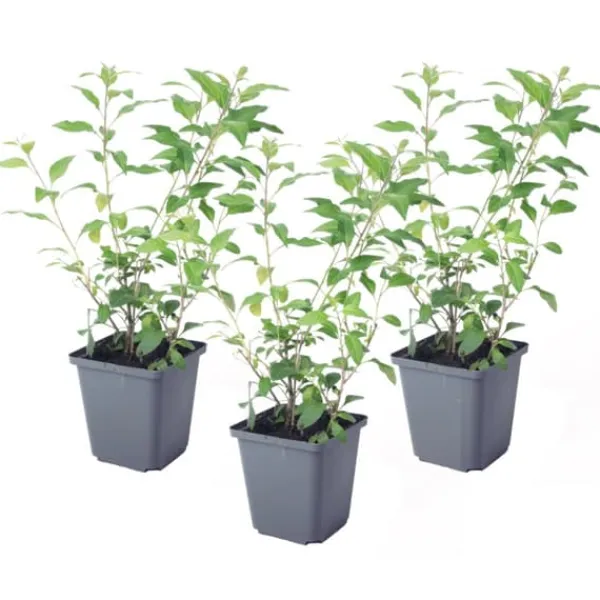 Discount Paraguay-natskygge - Sæt med 3 - Lycianthes rantonnetii - Højde 25-40cm - ⌀9cm Buskads
