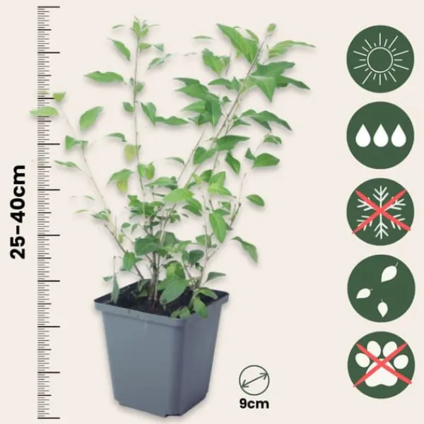 Discount Paraguay-natskygge - Sæt med 3 - Lycianthes rantonnetii - Højde 25-40cm - ⌀9cm Buskads