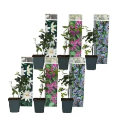 Hot Passionsblomst - Sæt med 6 - Passiflora hybridum - Højde 25-40cm - ⌀9cm Blomster