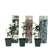 New Passionsblomst - Sæt med 3 - Passiflora hybridum - Højde 25-40cm - ⌀9cm Blomster