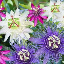 New Passionsblomst - Sæt med 3 - Passiflora hybridum - Højde 25-40cm - ⌀9cm Blomster
