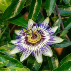 New Passionsblomst - Sæt med 3 - Passiflora hybridum - Højde 25-40cm - ⌀9cm Blomster