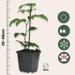 New Passionsblomst - Sæt med 3 - Passiflora hybridum - Højde 25-40cm - ⌀9cm Blomster