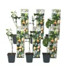 Clearance Passionsfrugt - Sæt med 6 - Passiflora edulis 'Frederick' - Højde 25-40cm - ⌀9cm Haveplanter