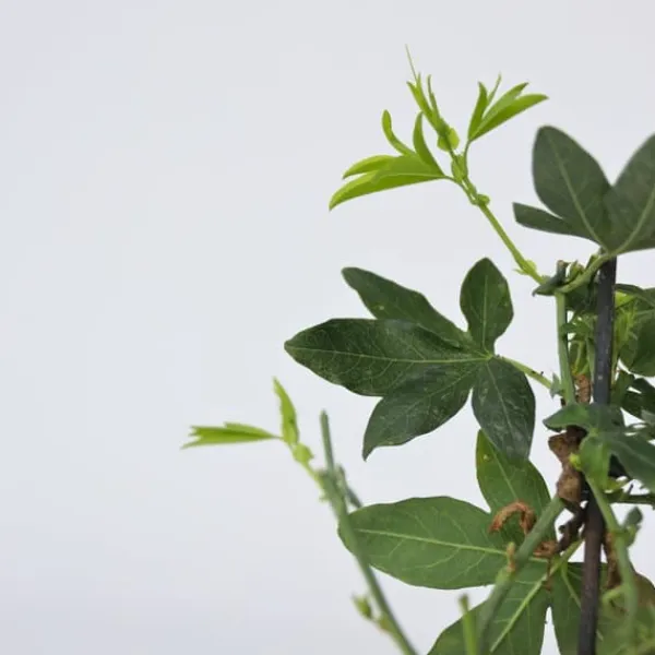 Clearance Passionsfrugt - Sæt med 6 - Passiflora edulis 'Frederick' - Højde 25-40cm - ⌀9cm Haveplanter