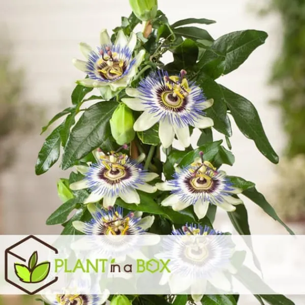 Clearance Passionsfrugt - Sæt med 6 - Passiflora edulis 'Frederick' - Højde 25-40cm - ⌀9cm Haveplanter
