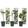 Krukkeplanter Indendørs^Passionsfrugt - Sæt med 3 - Passiflora edulis 'Frederick' - Højde 25-40cm - ⌀9cm