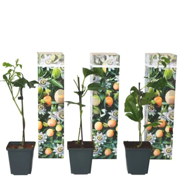 Krukkeplanter Indendørs^Passionsfrugt - Sæt med 3 - Passiflora edulis 'Frederick' - Højde 25-40cm - ⌀9cm