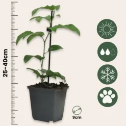 Krukkeplanter Indendørs^Passionsfrugt - Sæt med 3 - Passiflora edulis 'Frederick' - Højde 25-40cm - ⌀9cm