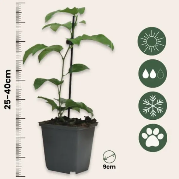 Krukkeplanter Indendørs^Passionsfrugt - Sæt med 3 - Passiflora edulis 'Frederick' - Højde 25-40cm - ⌀9cm
