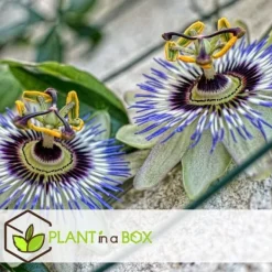 Krukkeplanter Indendørs^Passionsfrugt - Sæt med 3 - Passiflora edulis 'Frederick' - Højde 25-40cm - ⌀9cm