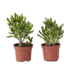 Krukkeplanter Indendørs^Pengetræ - 2 stk. - Crassula ovata 'Gollum' - Højde 15-25 cm - Potte 12 cm