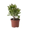 Krukkeplanter Indendørs^Pengetræ - Crassula ovata 'Gollum' - Højde 15-25 cm - Potte 12 cm