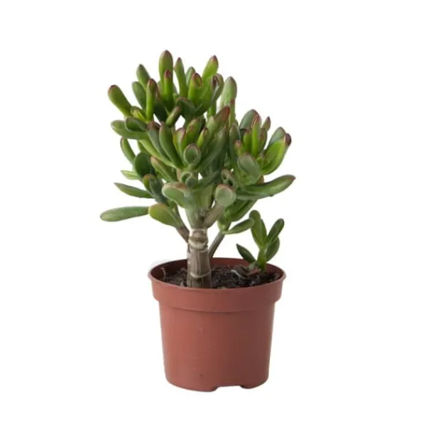 Krukkeplanter Indendørs^Pengetræ - Crassula ovata 'Gollum' - Højde 15-25 cm - Potte 12 cm