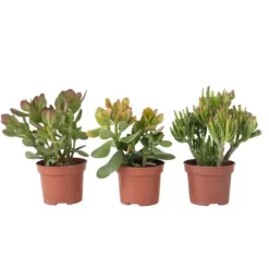Krukkeplanter Indendørs^Pengetræ - Mix af 3 - Crassula Minor, Hobbit, Sunset - Højde 10-25 cm - ø12 cm