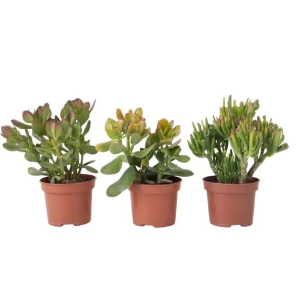 Krukkeplanter Indendørs^Pengetræ - Mix af 3 - Crassula Minor, Hobbit, Sunset - Højde 10-25 cm - ø12 cm