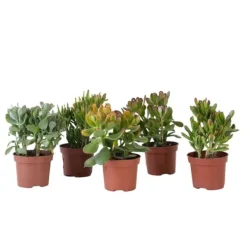 Pengetræ - Mix af 5 Crassula ovata - Højde 10–25 cm - Potte 12 cm Krukkeplanter Indendørs