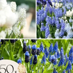 Frø^Perlehyacinth løg - Sæt med 50 - Muscari 'Magic Mix' - Blomsterløg - Flerfarvet