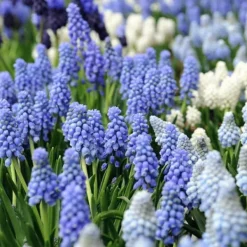 Frø^Perlehyacinth løg - Sæt med 50 - Muscari 'Magic Mix' - Blomsterløg - Flerfarvet
