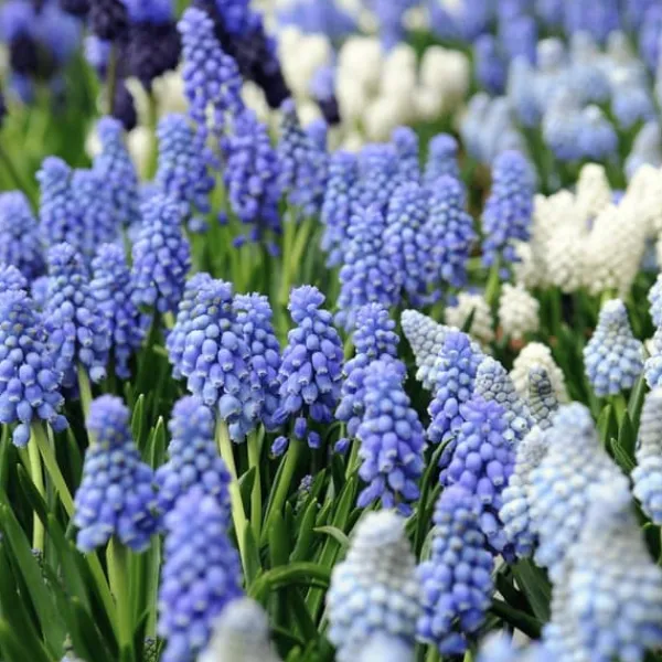 Frø^Perlehyacinth løg - Sæt med 50 - Muscari 'Magic Mix' - Blomsterløg - Flerfarvet