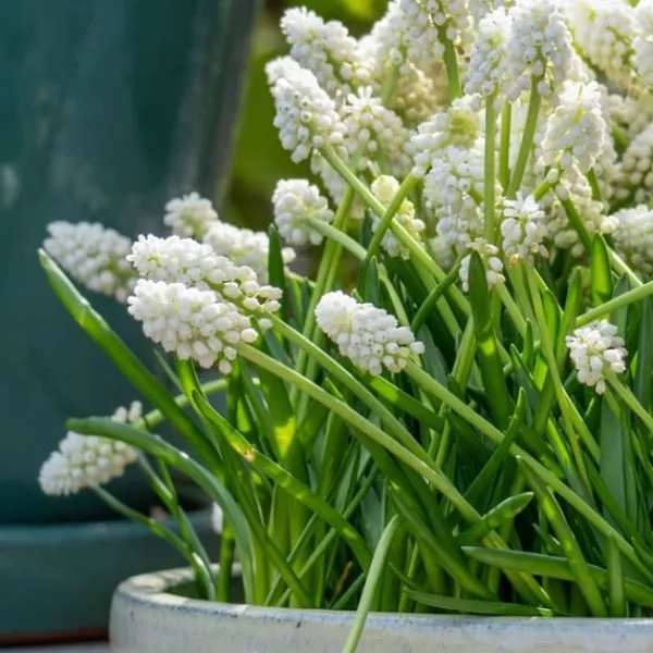 Hot Perlehyacinth løg - Sæt med 50 - Muscari 'White Magic' - Blomsterløg - Hvid Frø
