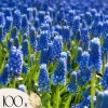 New Perlehyacinth løg - Sæt med 100 - Muscari armeniacum - Blomsterløg - Blå Frø